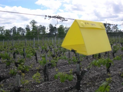 FLAVESCENCE DORÉE DANS LES CHARENTES : DATES DE TRAITEMENT INSECTICIDE POUR L’ANNÉE 2021 À PARTIR DU...