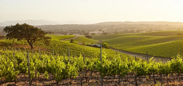 Nouvelle donne climatique : la vigne à l’épreuve du vivant