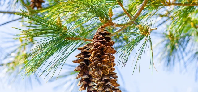 Dérèglement climatique : les pins maritimes démontrent qu’ils ont de la mémoire