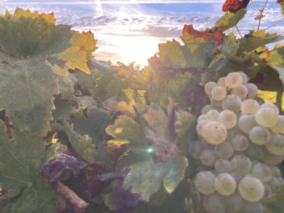 Transmission de domaine, un projet agricole et alimentaire de Grand Angoulême