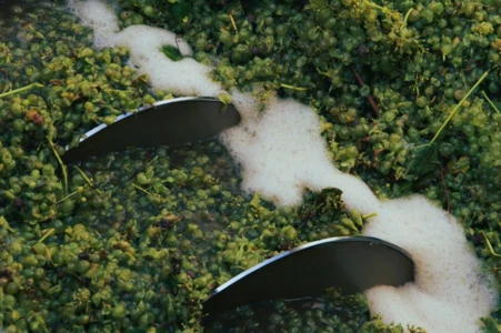 Dossier vinifications 2025