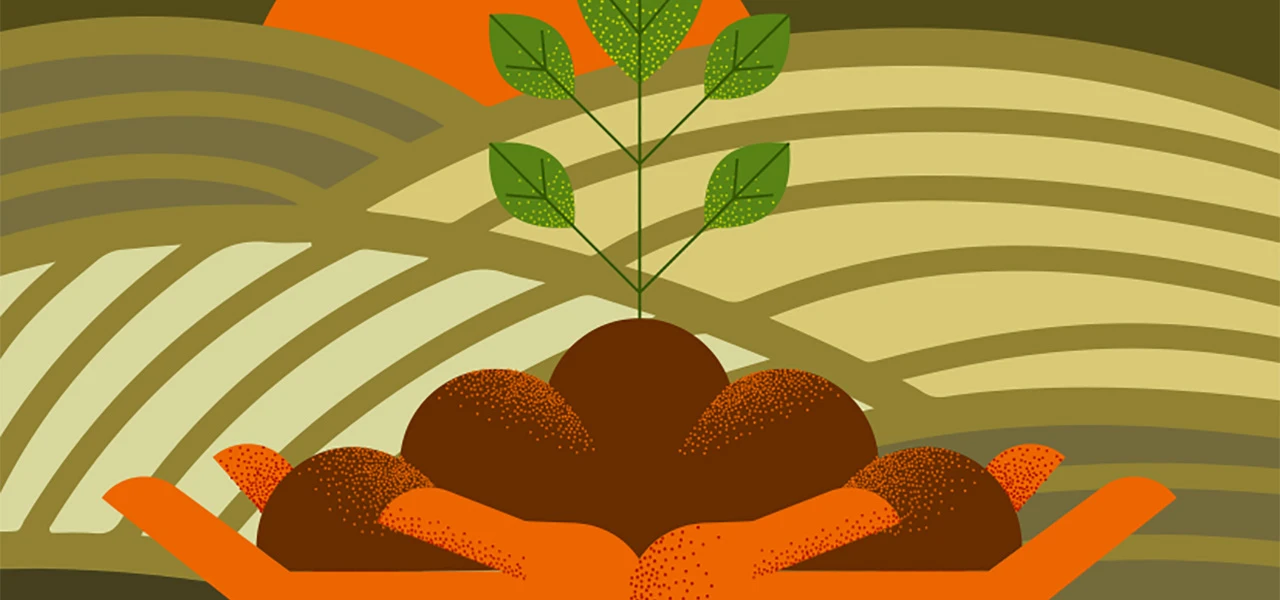 Pour vendanger il faut attendre, au moins la fin septembre