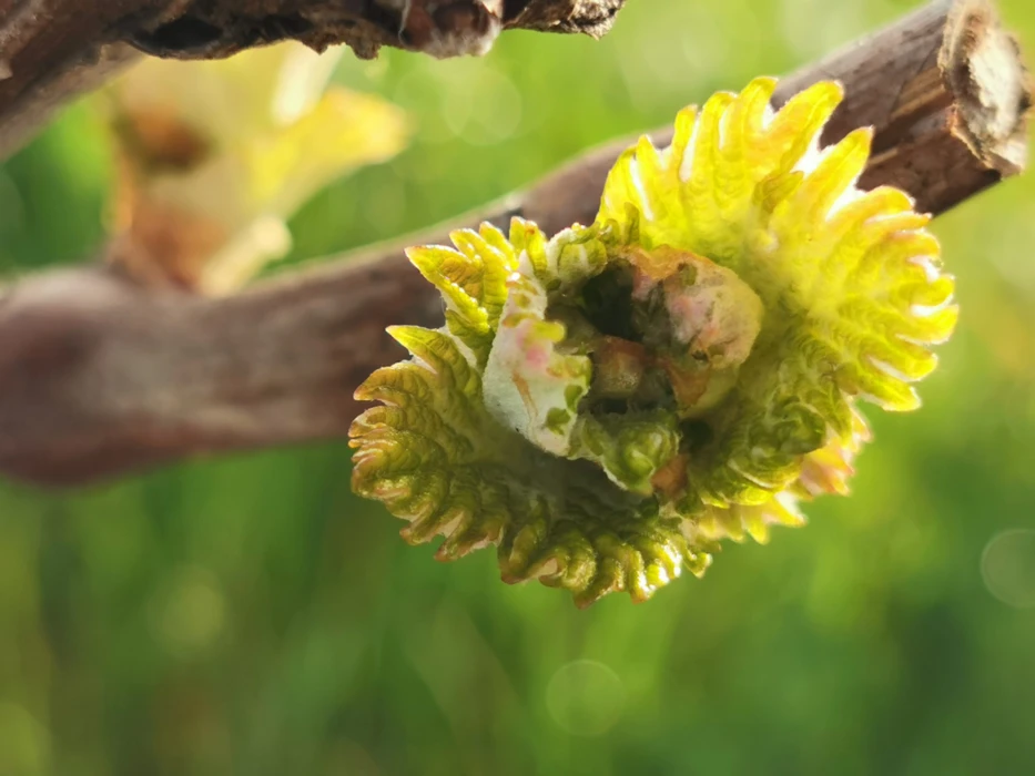 Cognac : les jeunes viticulteurs dénoncent l’inaction des instances