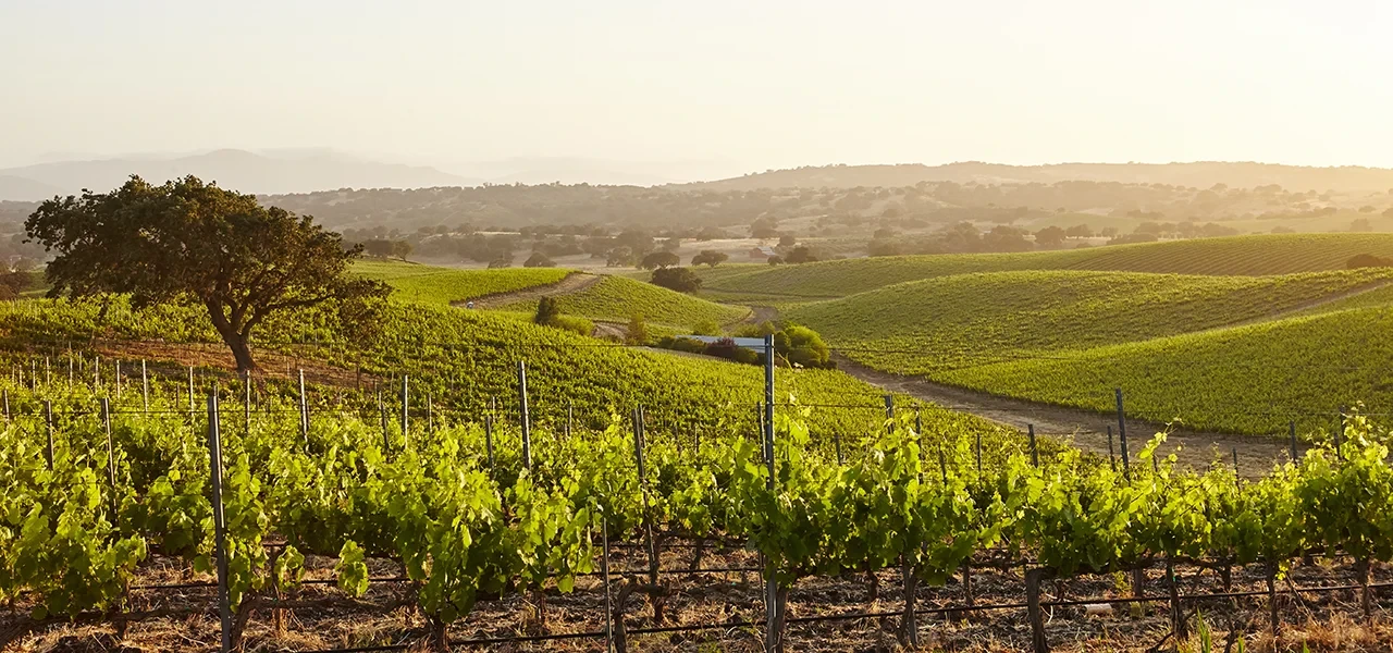 Nouvelle donne climatique : la vigne à l’épreuve du vivant