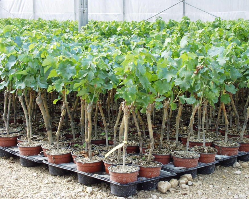 Annonce d'emploi : La Station viticole du BNIC recrute un(e) technicien(ne) viticole en CDI