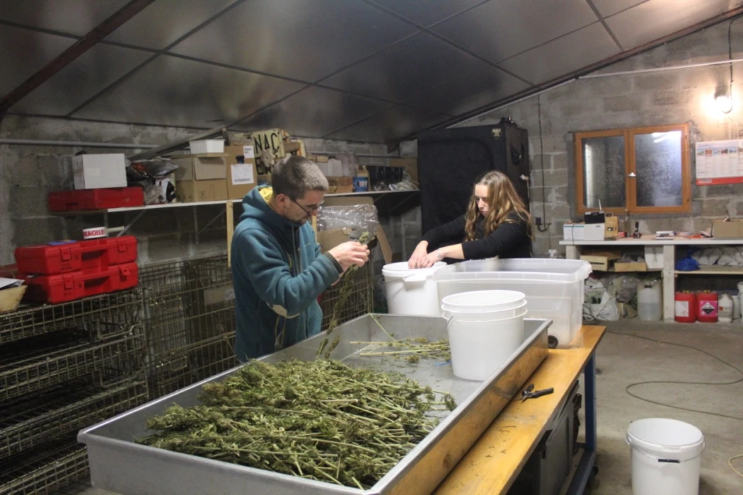 Chanvre : évolution de la législation sur le taux de THC, et la culture des fleurs et des feuilles