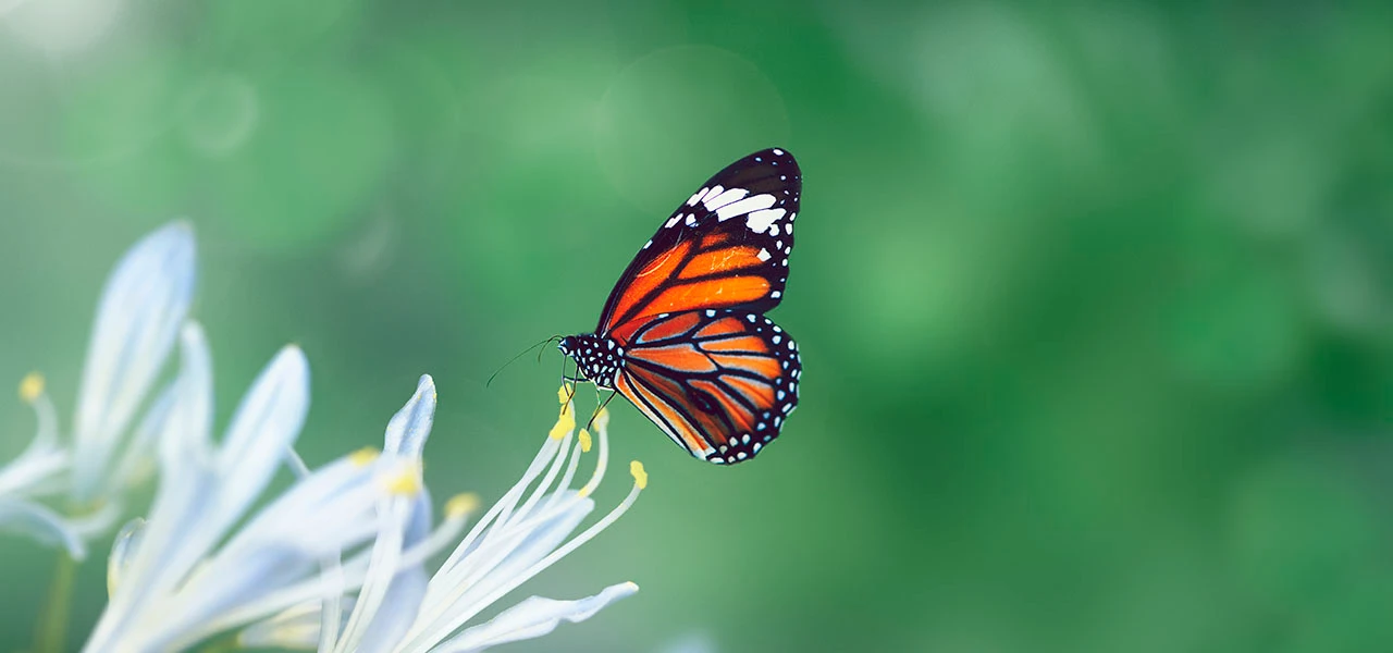 "La biodiversité fonctionnelle", une conférence organisée par le Syndicat des Vins IGP Charentais