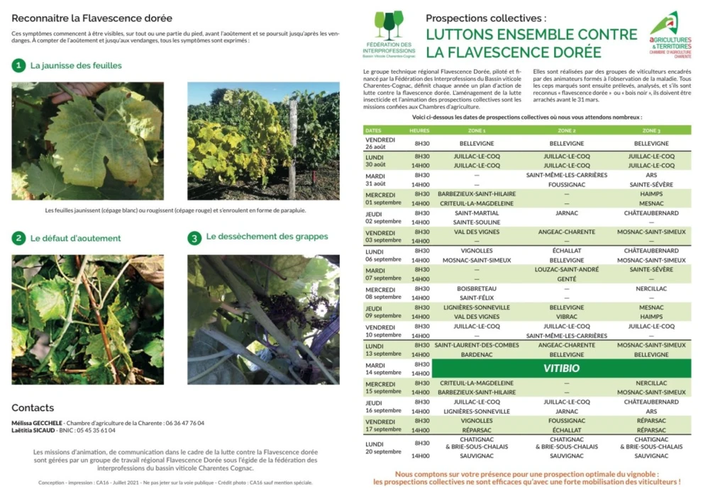 FLAVESCENCE DORÉE : CAMPAGNE DE PROSPECTION EN CHARENTE DU 26 AOÛT AU 20 SEPTEMBRE