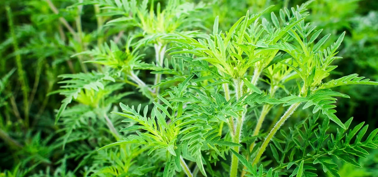 Du 15 au 30 juin, ce sont les journées de lutte contre les ambroisies