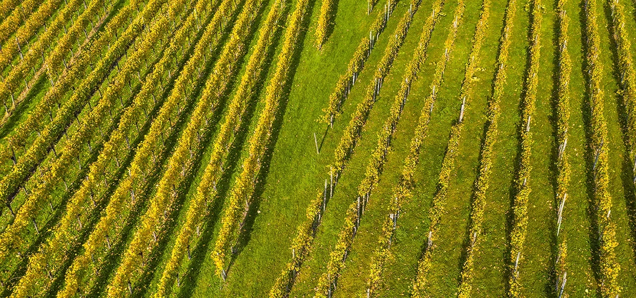 10 faits incontournables sur le vignoble français