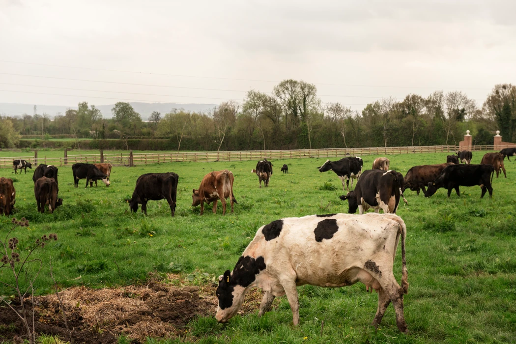 Agriculture biologique : les fermes charentaises ouvrent leurs portes pour rapprocher producteurs et consommateurs
