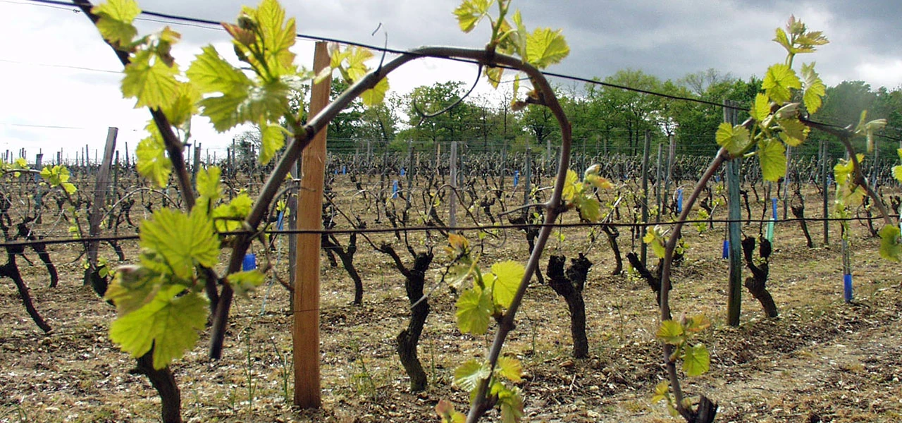 Arrachage à Bordeaux et replantation à Cognac : Mobilisation du BNIC contre les tentations de contou...