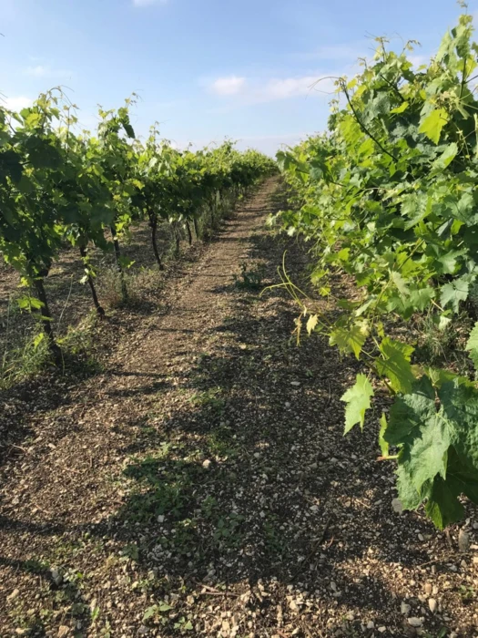 Le mois de la Bio 2021 en Nouvelle-Aquitaine