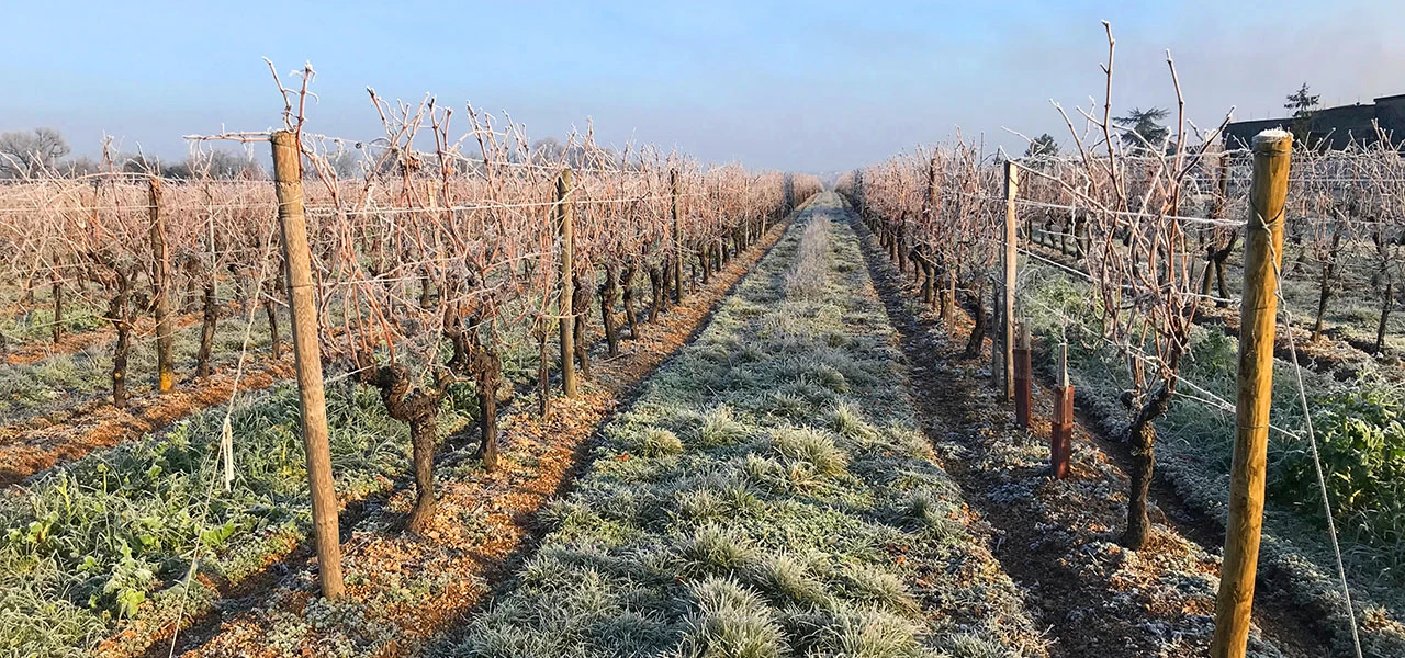 Episode de gel d'avril 2021: l'état ouvre les procédures d'indemnisations complémentaires