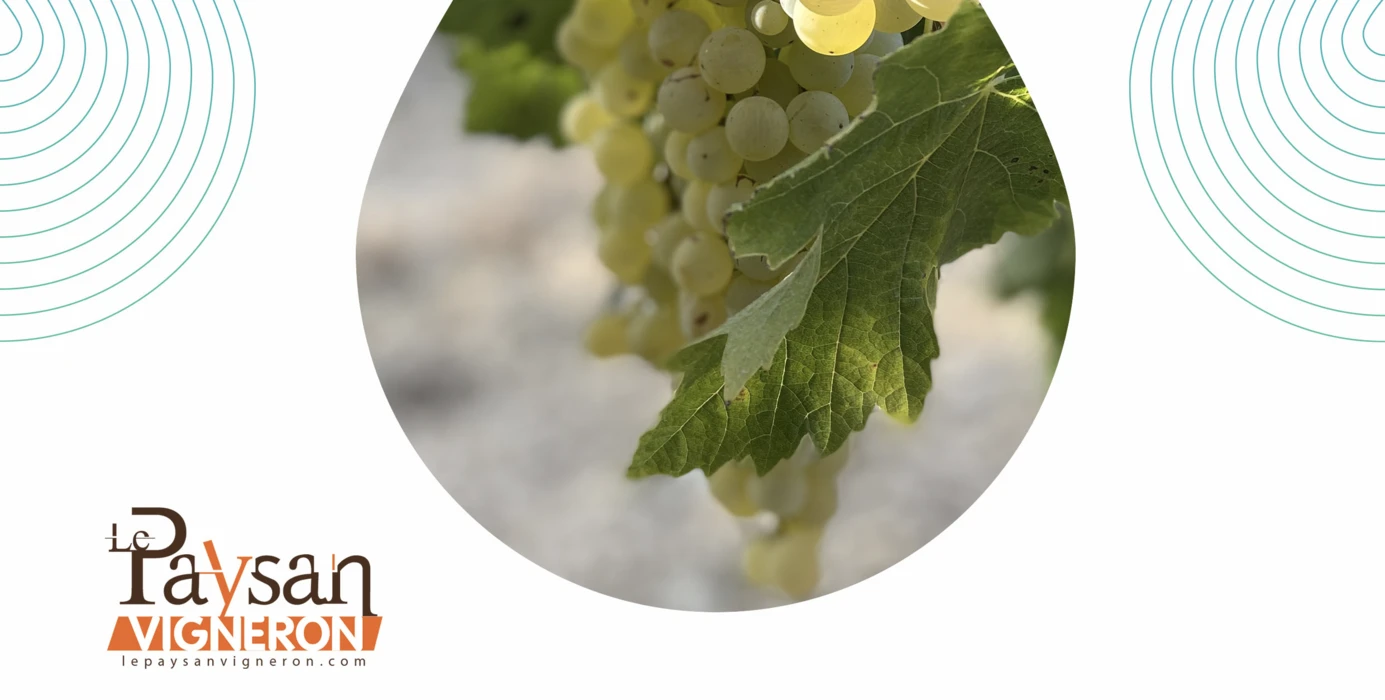 Eléments de réflexion sur la physiologie vigne-raisin face au changement climatique : une conférence...