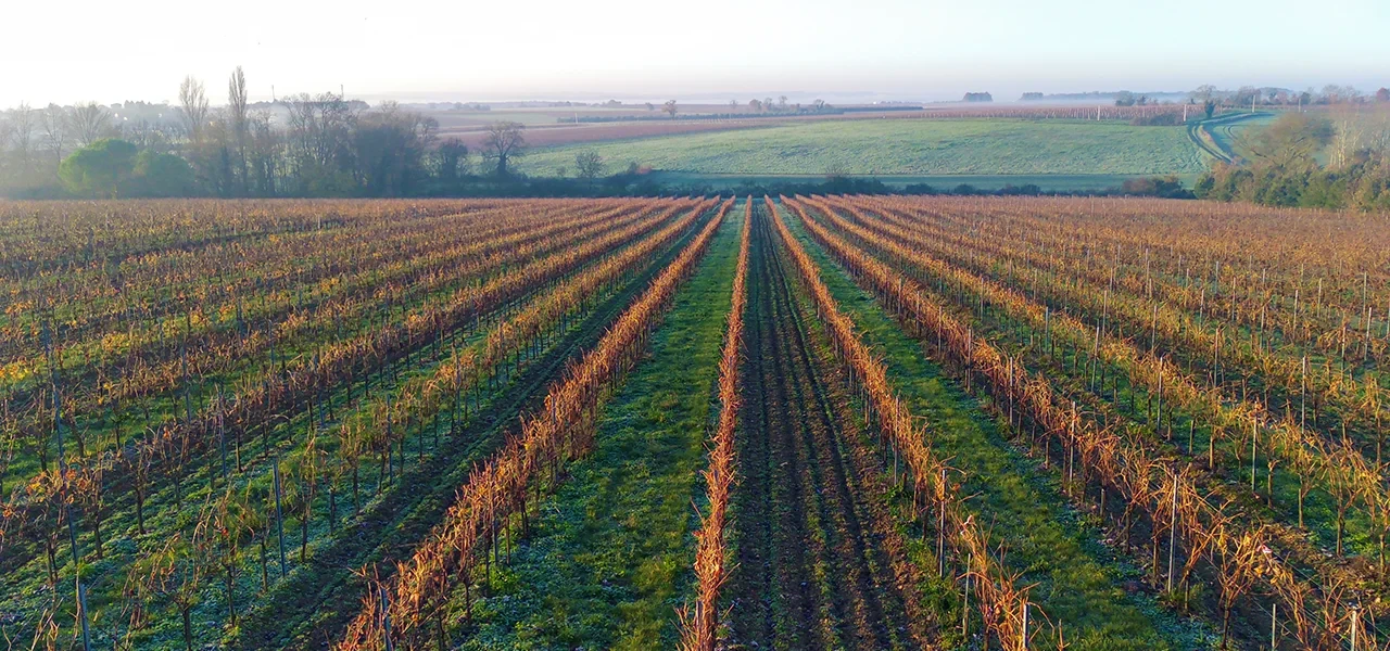 Le bilan 2024 des maladies du bois