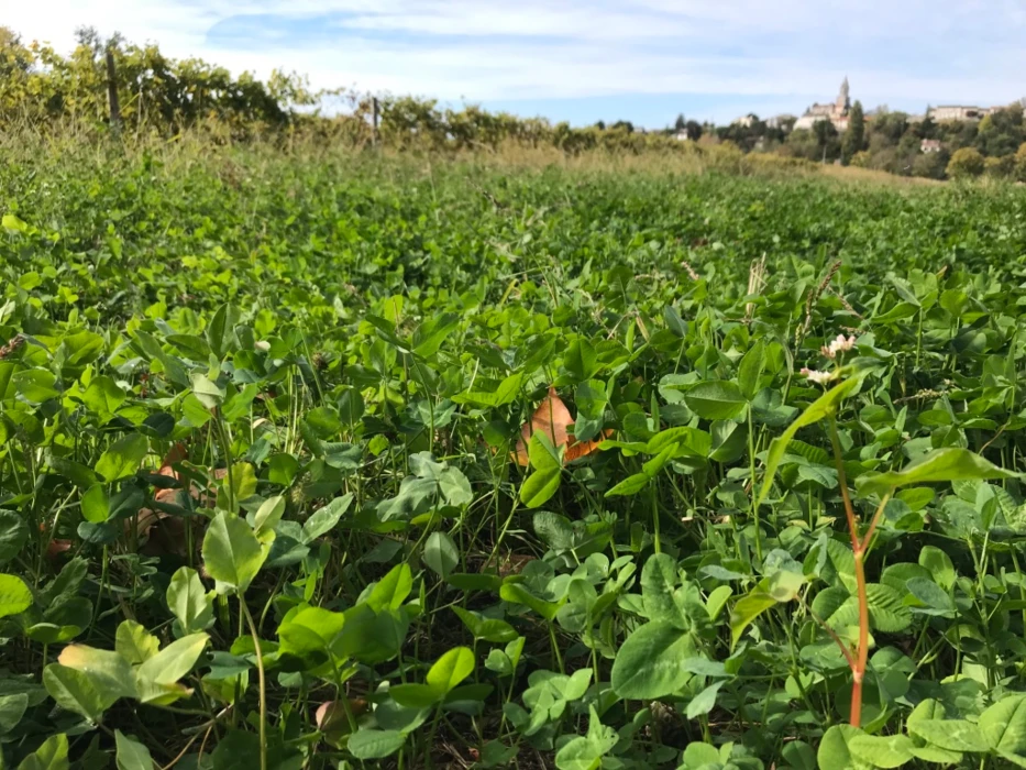 Atteindre la neutralité carbone en 2050 : l ’objectif actuel du gouvernement français