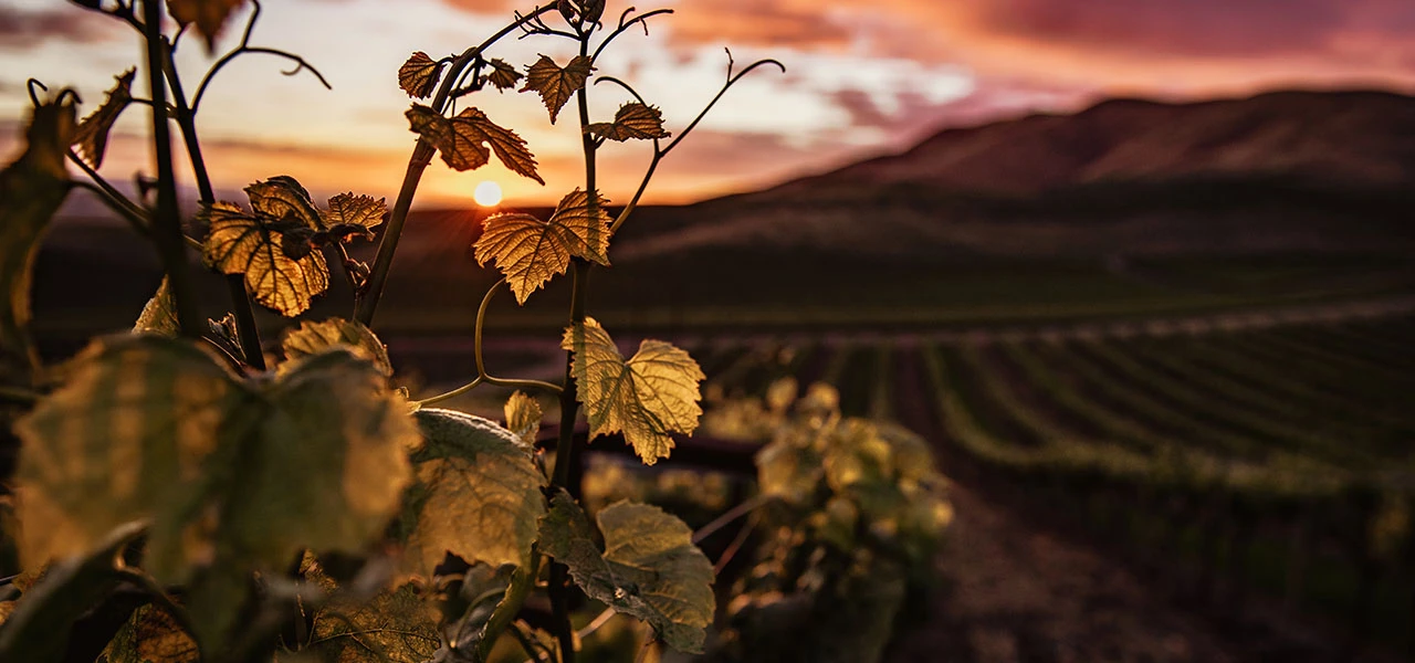 Anticiper pour bien transmettre le passé, le présent et le futur de l’exploitation viticole