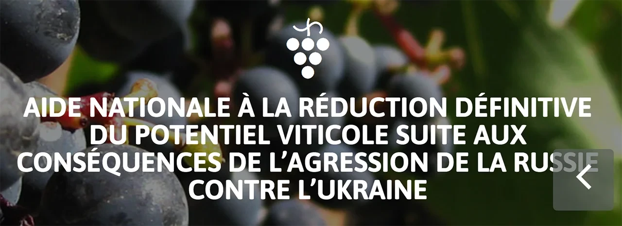 Plan national d'arrachage : un outil pour réguler le marché viticole national