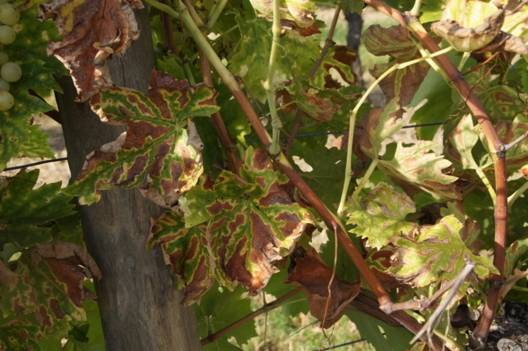 Les symptômes de l’esca et l’élévation des températures