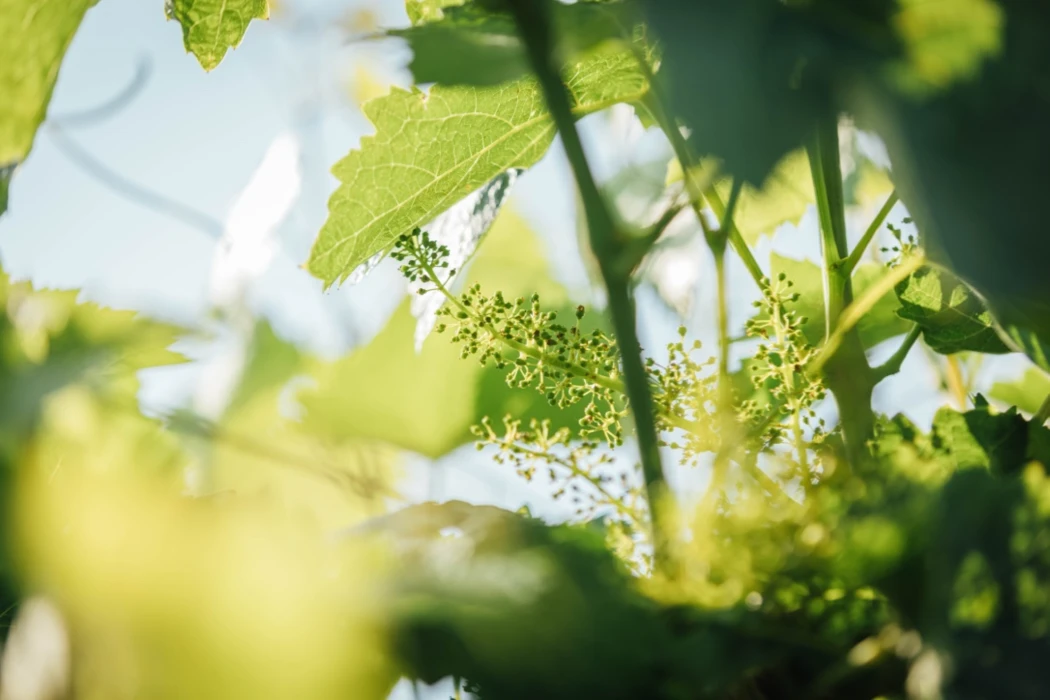 PAC 2023-2027 : Quels enjeux pour les agriculteurs et les filières agricoles ? - par CERFRANCE