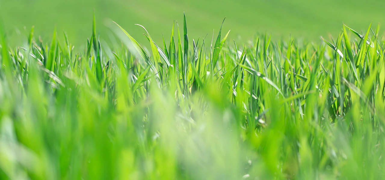 Sécurité alimentaire : les jachères reprennent du service